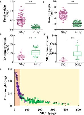 Integrated comparative transcriptome and physiological analysis reveals the metabolic responses underlying genotype variations in NH4+ tolerance